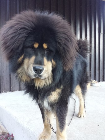 ALTAN Henriet´s garden,(Djego x Rinchen)